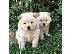 PoulaTo: chow chow na prodaju.